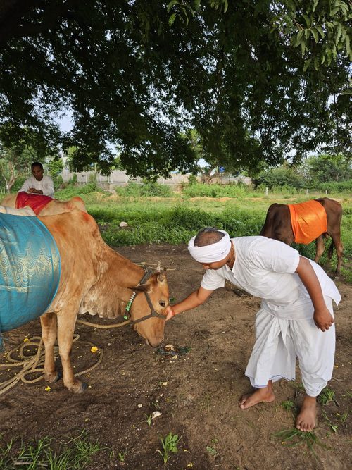 Go-seva — caring for cows